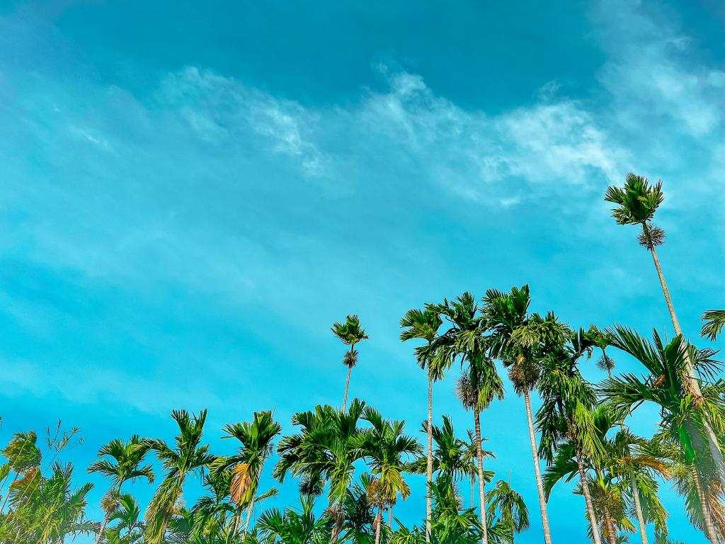 Areca Muine Homestay