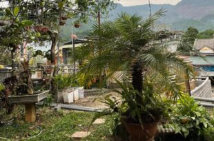 3rd Floor Garden Homestay & Tour Ha Giang