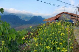 Mộc Châu Peachy Garden Homestay