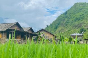 Eco Rice Fields House