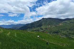 Sapa terraces