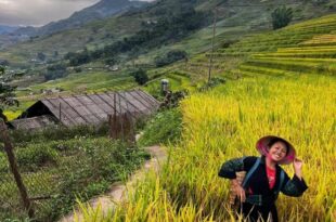 Tom Tom Ricefield Homestay and Trekking