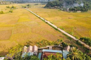 mai chau rice fields homestay