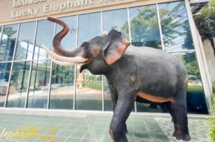 Lucky Elephant Hotel