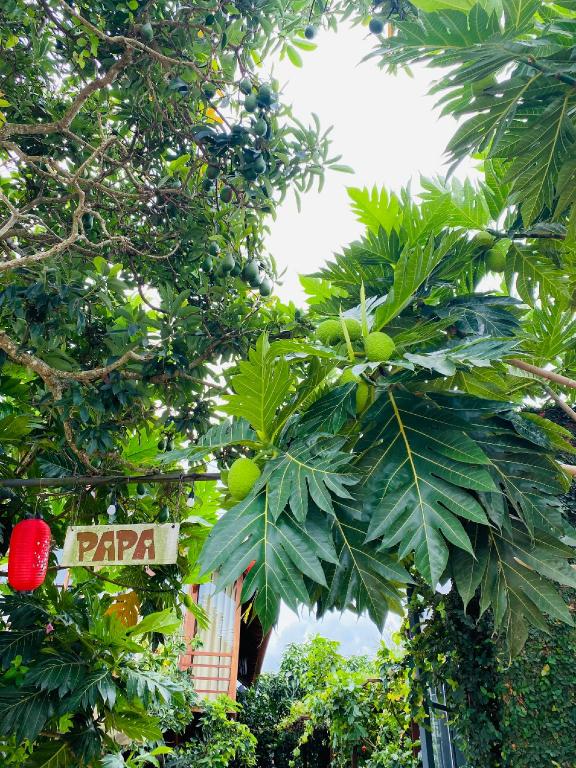 PaPa Coffee & Homestay