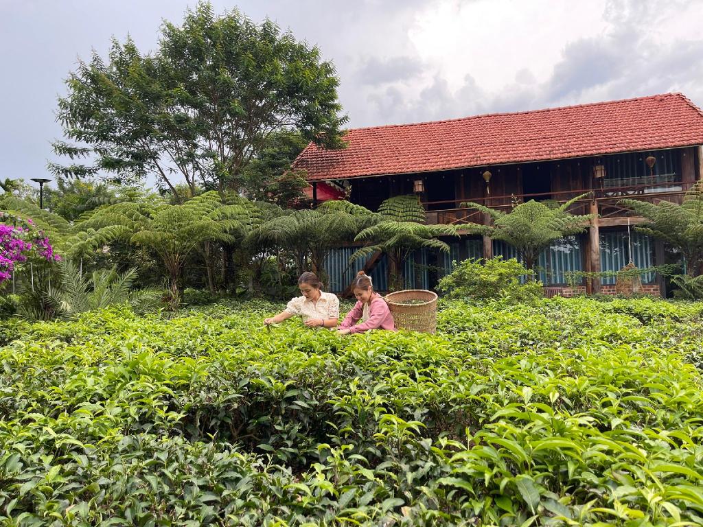 Tea Garden House