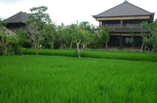 Bliss Spa Ubud Hotel