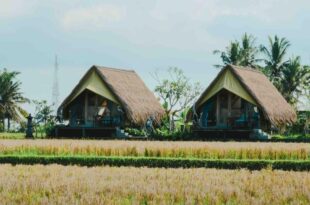 Cabin Lumbung – beautiful ricefield view!