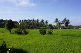 Sari Bamboo Bungalows