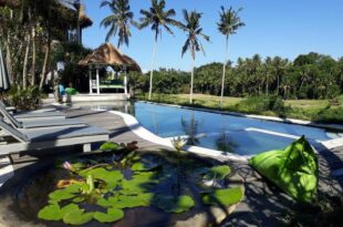Coco verde bali