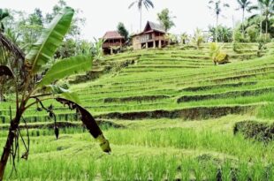 D’Ume Bendoel Homestay