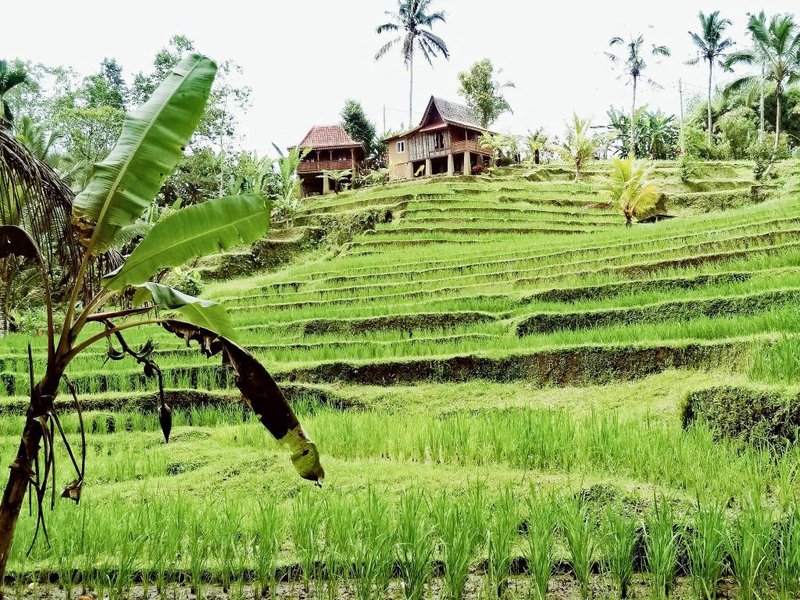 D’Ume Bendoel Homestay