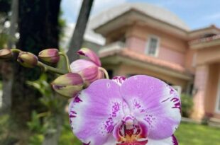 Flower House Villa