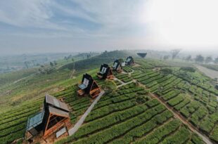 Nimo Tea Resort