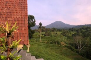 Padi Bali Jatiluwih