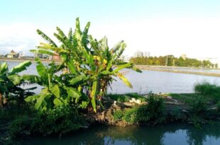 Breadtree Homestay