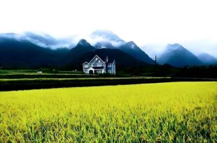 Diamond Avenue Homestay