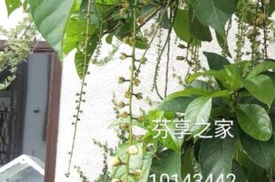 Green 58 B&B