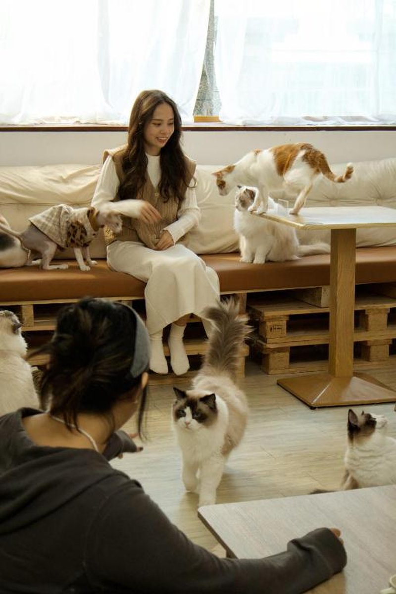 癒室Healing space貓咪咖啡廳寵物友善民宿-台東縣民宿2094號