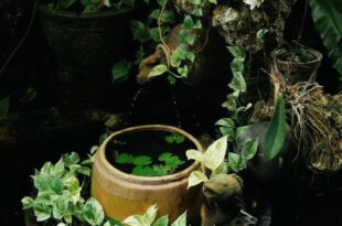 Homestay in Tay Ninh