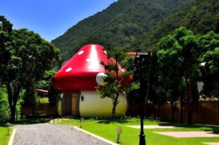 Mushroom Forest Guesthouse Camping Site