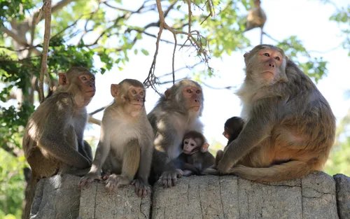 Vé Đảo Khỉ Nha Trang