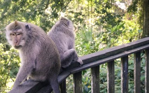 Vé Monkey Forest Ubud (Rừng Khỉ Ubud)